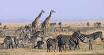 South and West Tanzania 