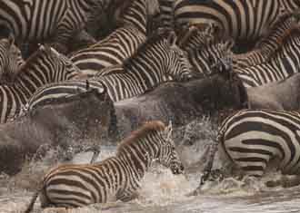 Tanzania Holidays and Safaris