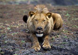 Zambia Safaris and holidays