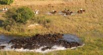 Okavango Horse Safaris