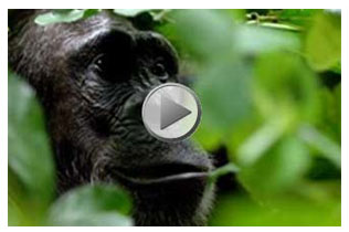 article two - Africa Odyssey : Newsletter : Good Safari Guide Awards