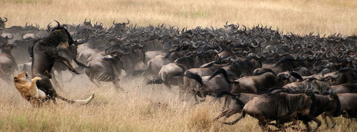 hero2 - Africa Odyssey : Newsletter : Good Safari Guide Awards