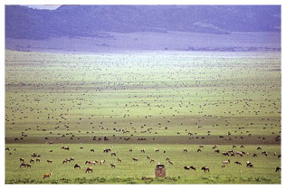 3 - Africa Odyssey : Newsletter : Good Safari Guide Awards