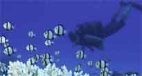 Diving 