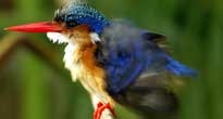 Birdwatching in Tanzania