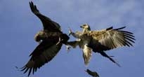 Birdwatching in Kenya