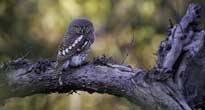 Birdwatching in Botswana
