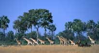 Riding in Botswana