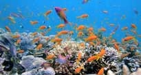 Diving in Tanzania 