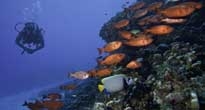 Diving in Mozambique