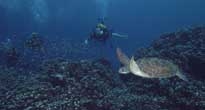 Diving the Seychelles 
