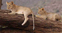 Lake Manyara 