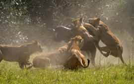 Ruaha
