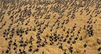 The Great Migration