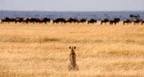 Serengeti