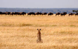 Serengeti
