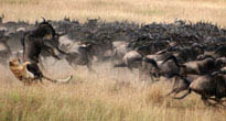 Masai Mara Reserve