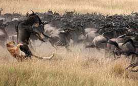Masai Mara Reserve