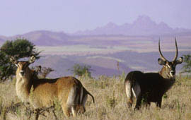 Laikipia