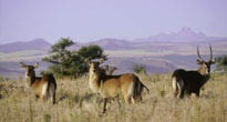 Laikipia