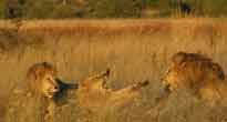 Lewa Downs