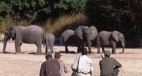North Luangwa