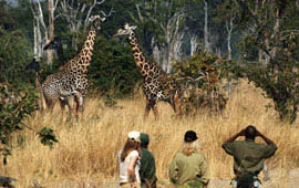 North Luangwa