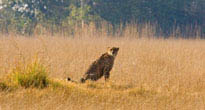 Kafue 