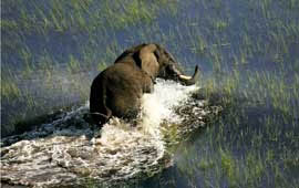 Kafue 