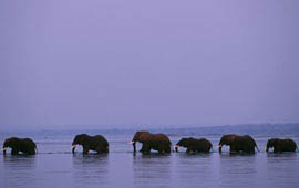 The Lower Zambezi