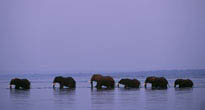 The Lower Zambezi