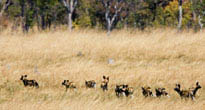 Kwando Reserve
