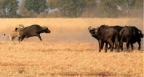 Okavango Delta - Dry Camps