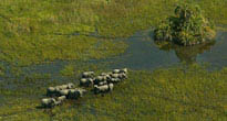Moremi