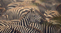 Makgadikgadi Pans