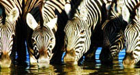 Etosha 