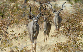 Etosha 
