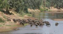 Kruger