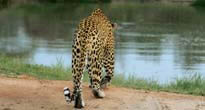 Sabi Sands