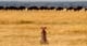Serengeti