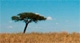 Greater Mara