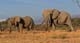 Amboseli 