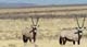 Etosha 