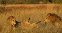 Botswana Safari
