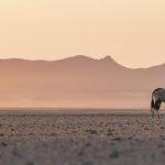Planet Earth III – Our Favourite Desert and Grassland Destinations