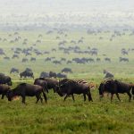 Safari Packing List with Africa Odyssey