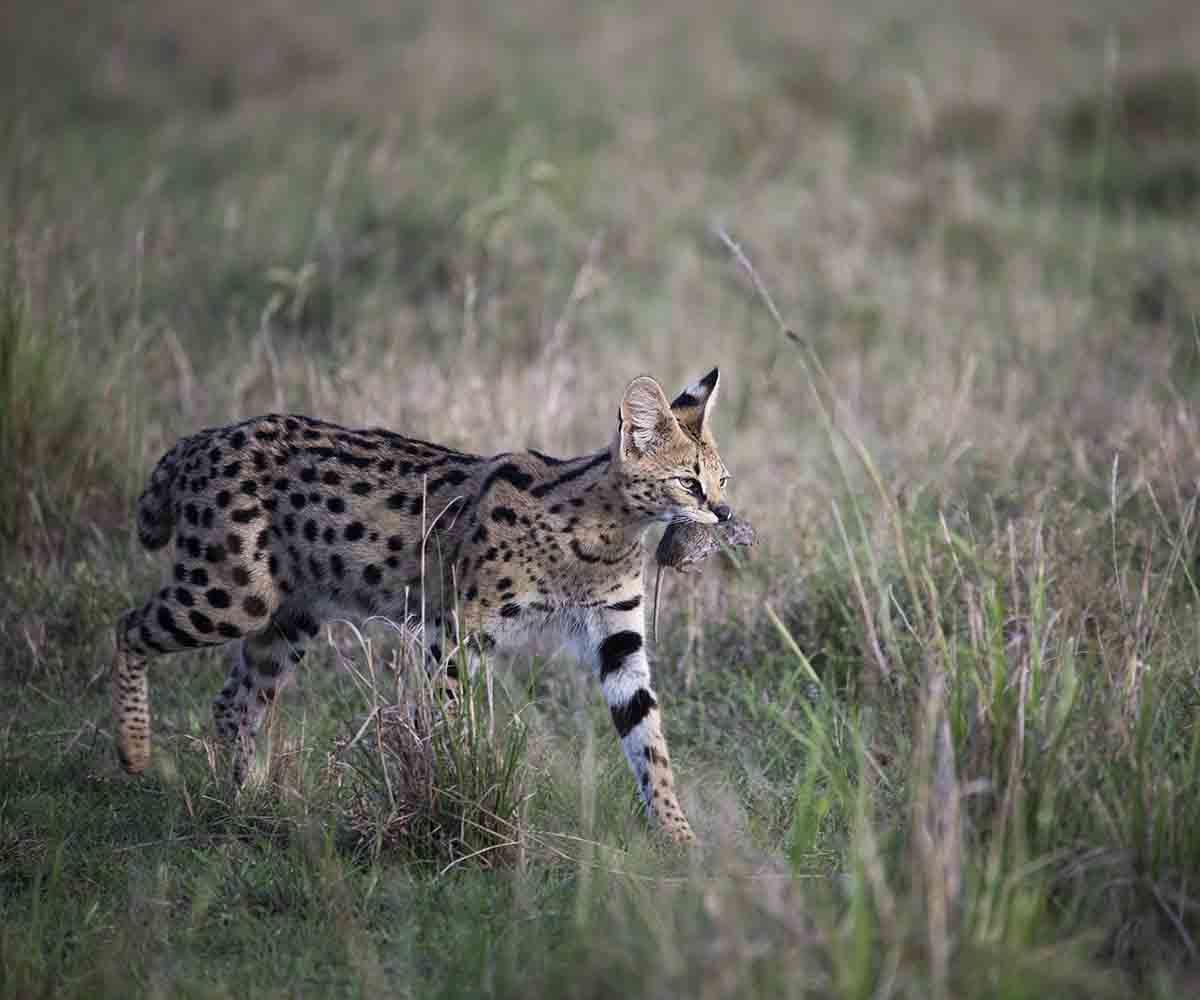 Serval with a kill