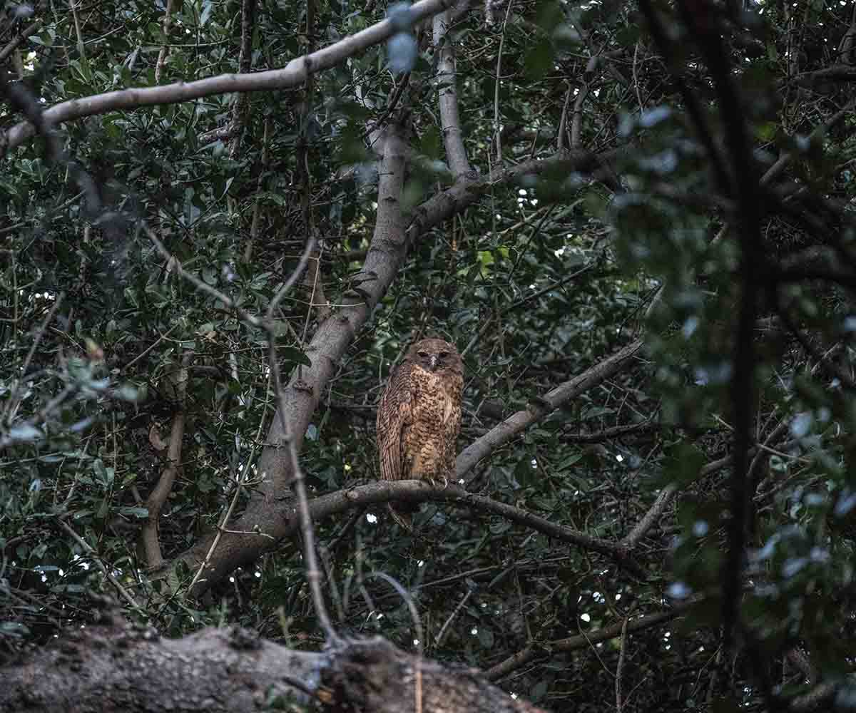 Pels fishing owl in tree