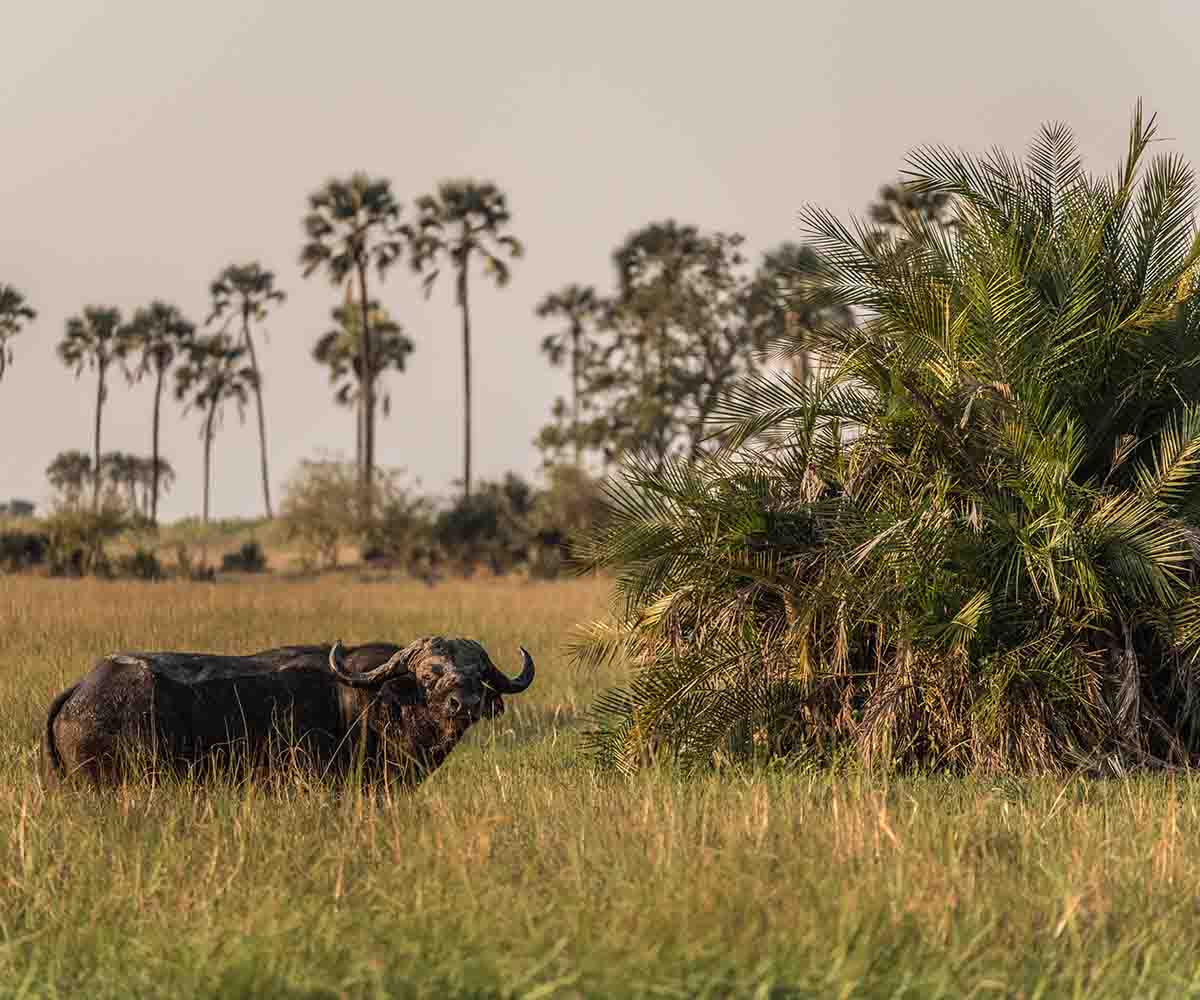Botswana Trip Highlights | An insight to the Okavango Delta