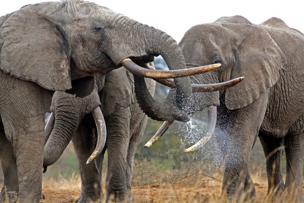 African safari, elephant